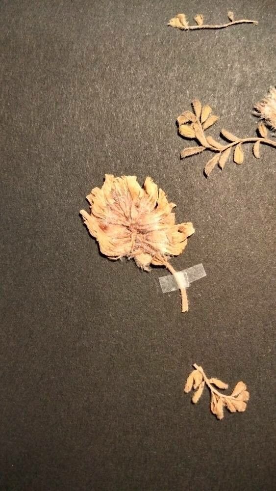 Astragalus hirsutus flower