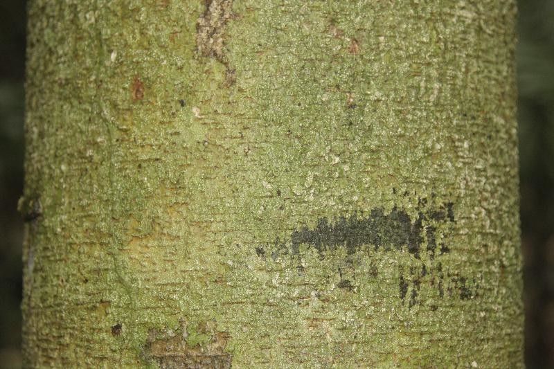 Brosimum parinarioides bark