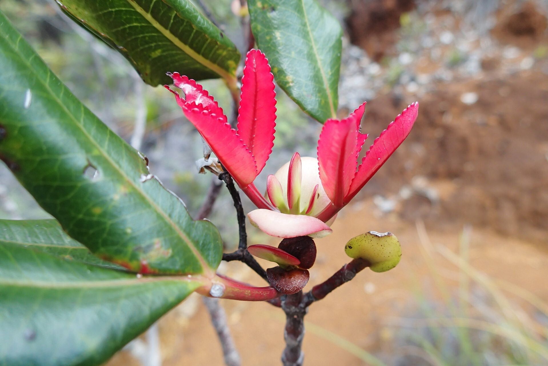 Cunonia vieillardii flower