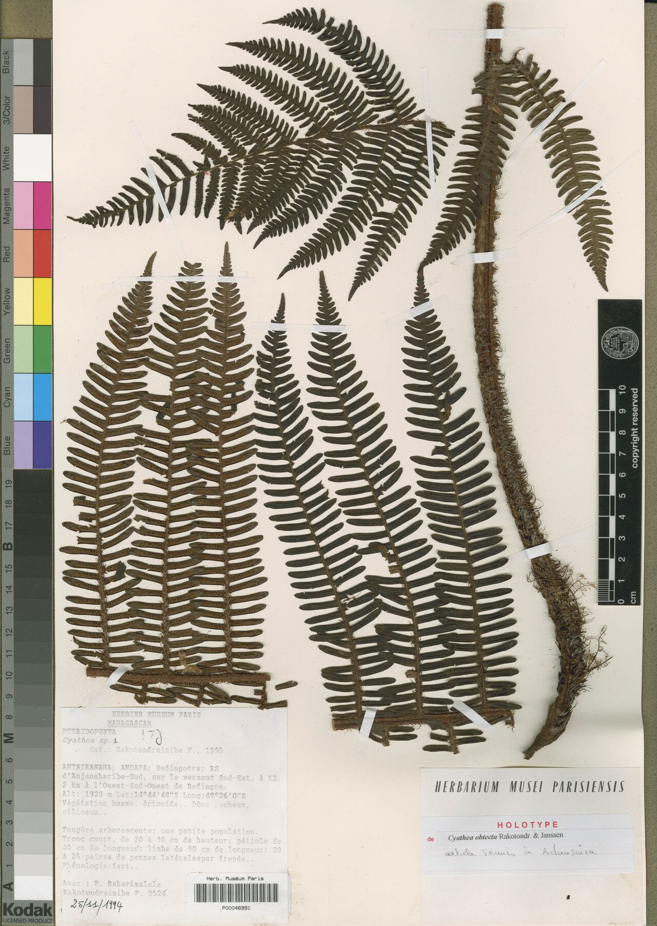 Alsophila obtecta — houseplant care guide