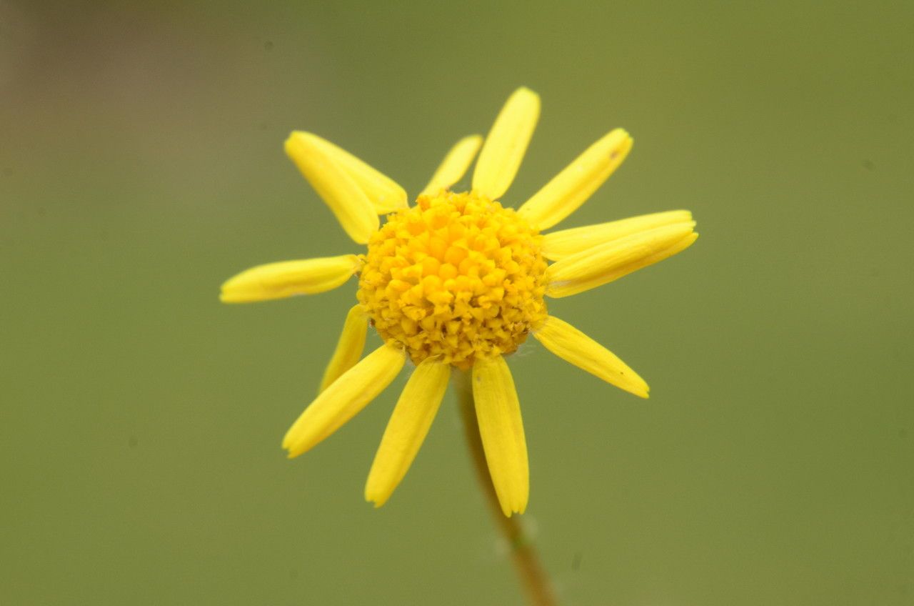 Senecio lividus flower