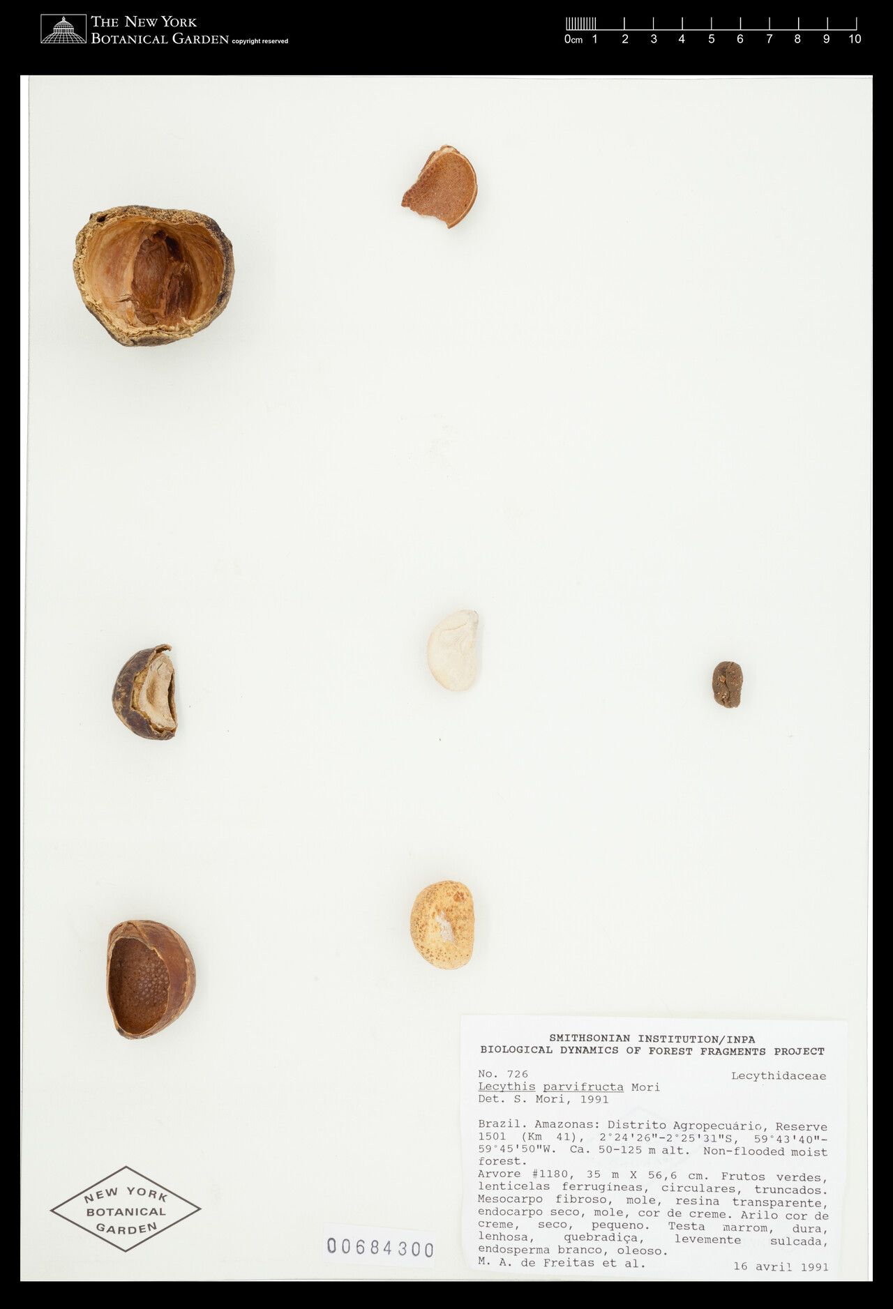 Lecythis parvifructa fruit