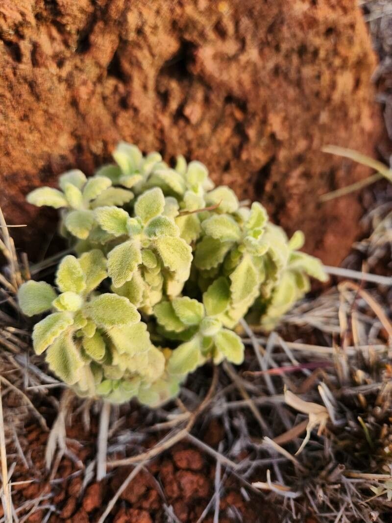 Coleus cylindraceus leaf