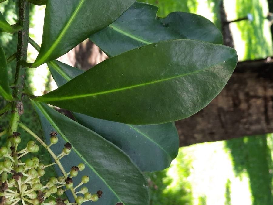 Ardisia compressa leaf