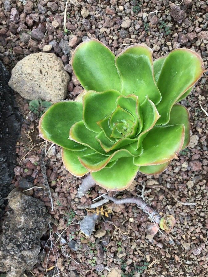 Aeonium undulatum — search result for 'Morocco'