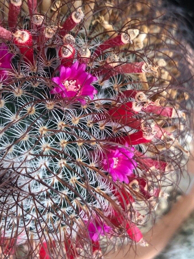 Mammillaria huitzilopochtli — search result for 'Mammillaria'