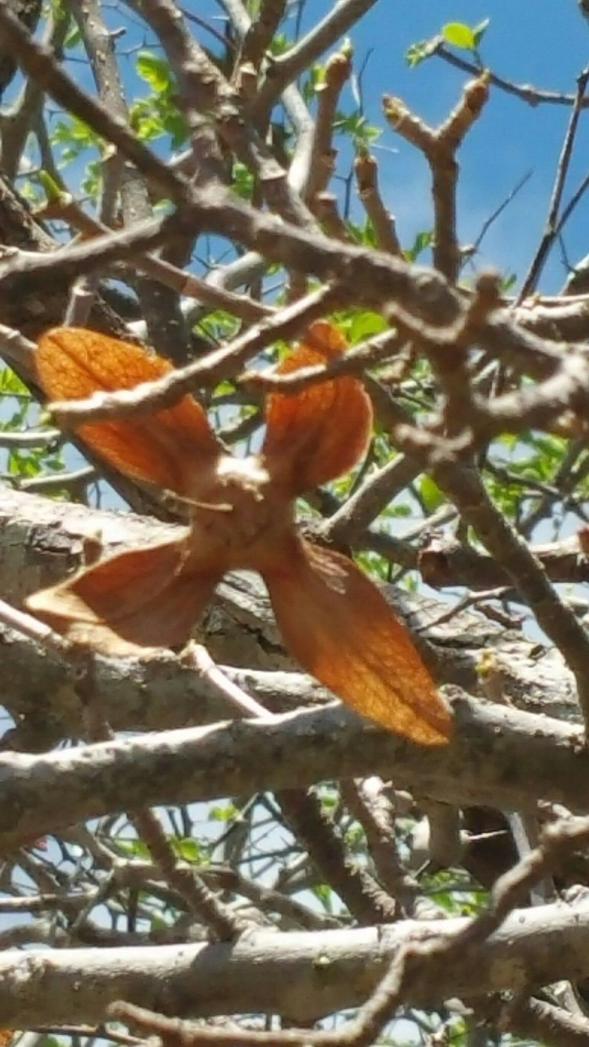 Foetidia macrocarpa flower