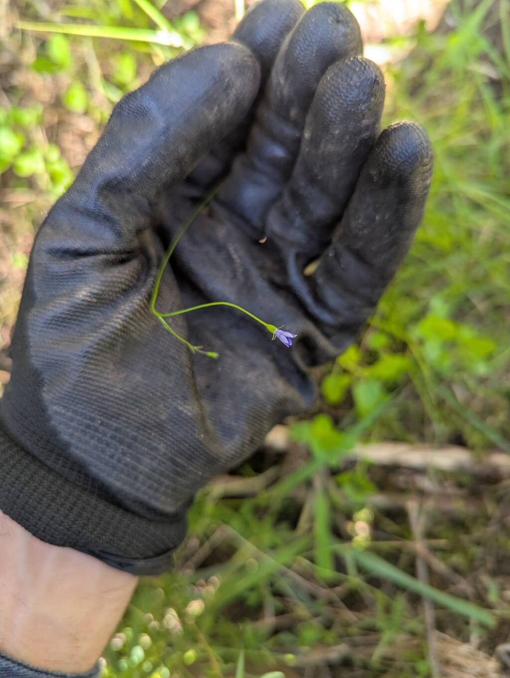 Wahlenbergia gracilis flower