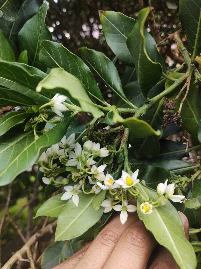 Solanum psychotrioides flower