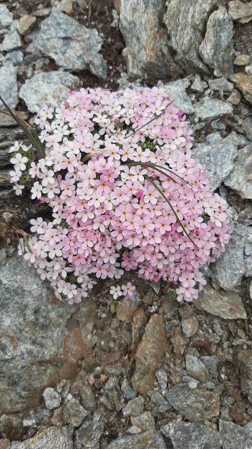Androsace alpina habit