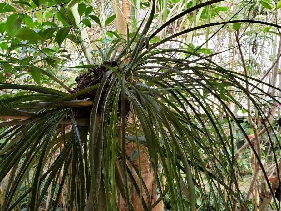 Fascicularia bicolor habit