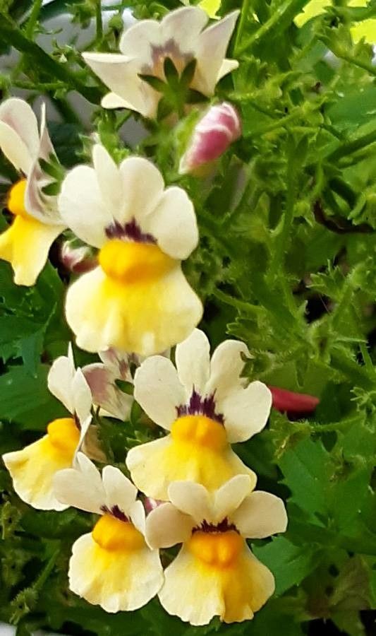 Nemesia strumosa flower