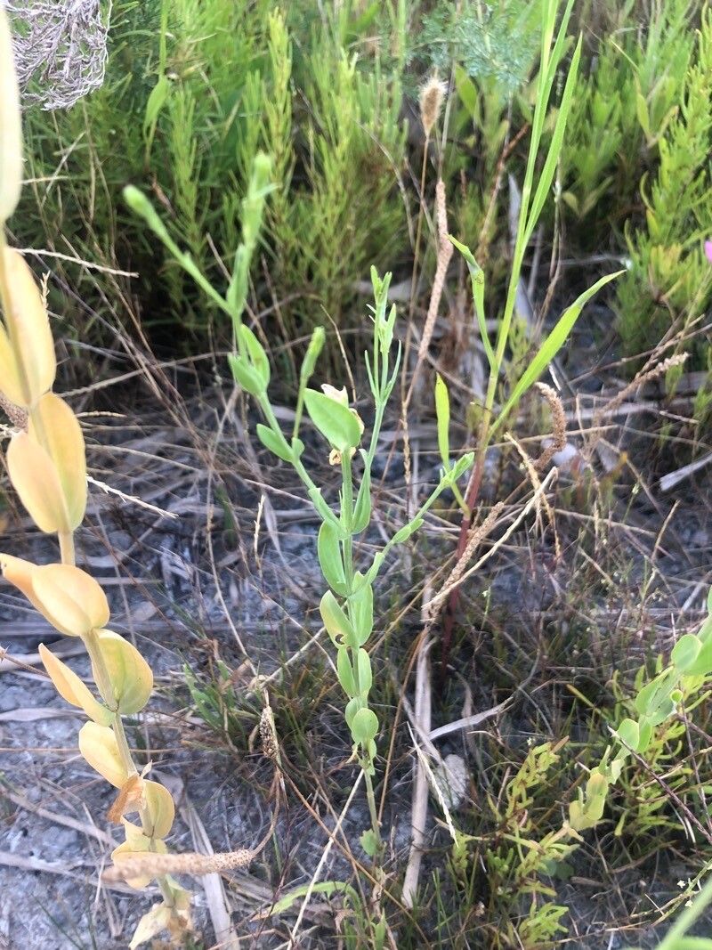 Schenkia spicata — houseplant care guide