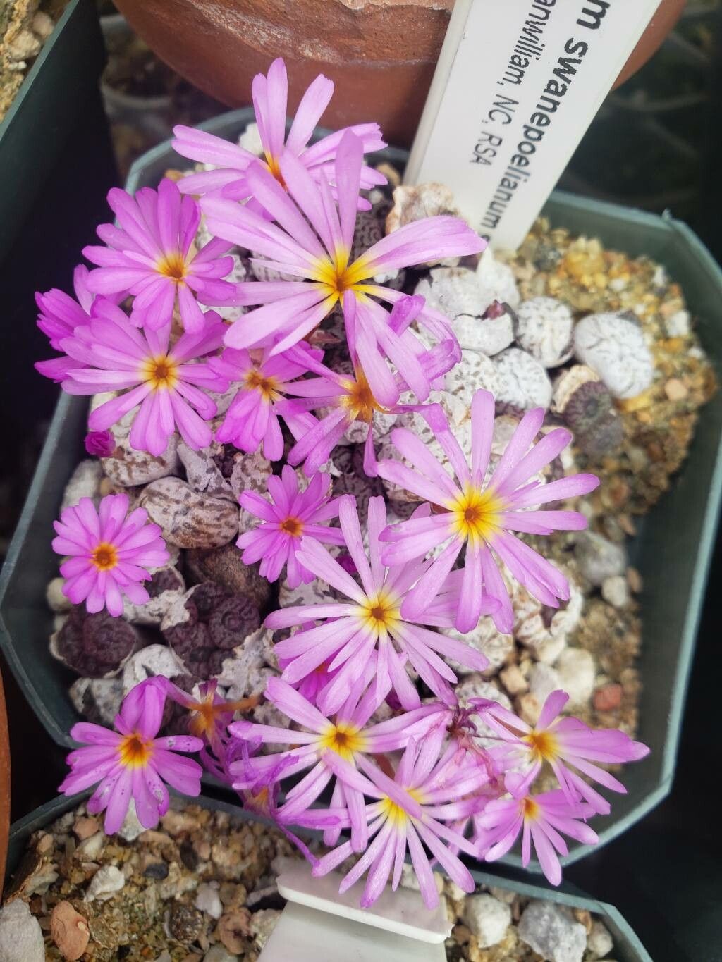 Conophytum swanepoelianum — houseplant care guide