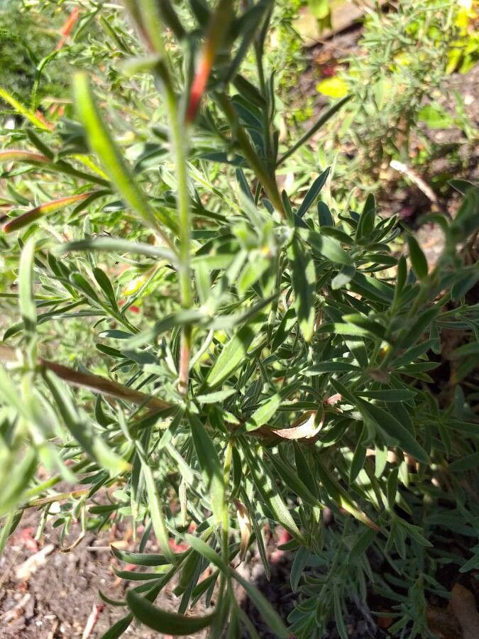 Epilobium canum leaf