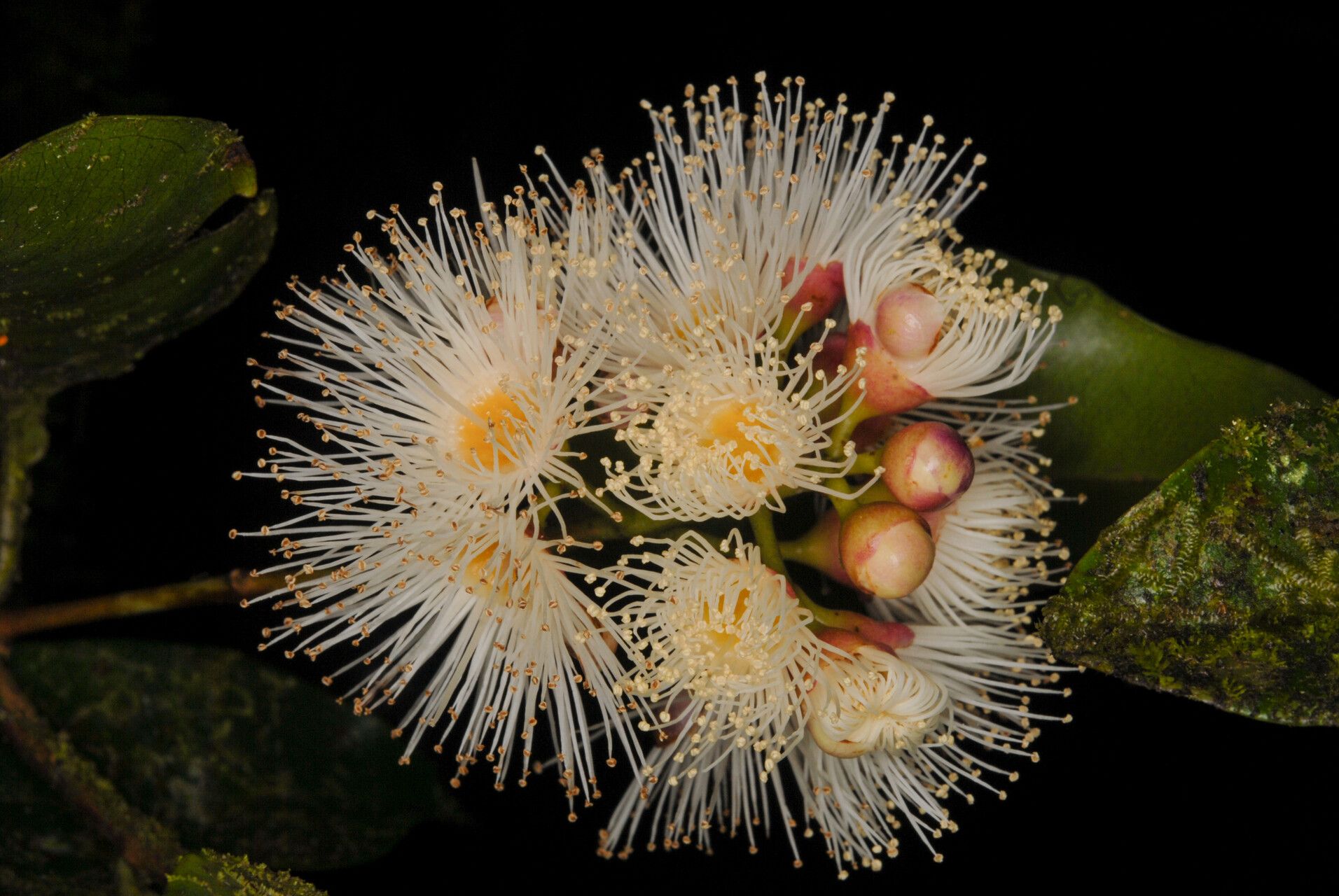 Syzygium comorense — houseplant care guide