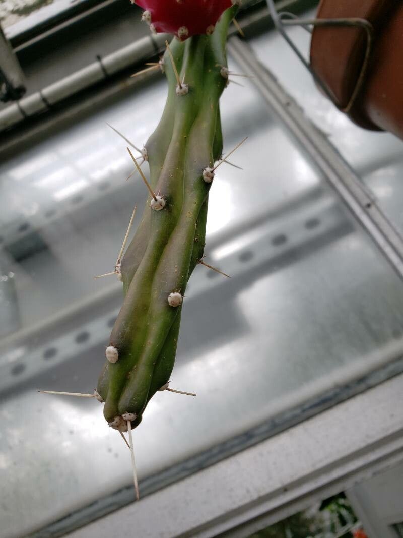 Harrisia martinii — houseplant care guide