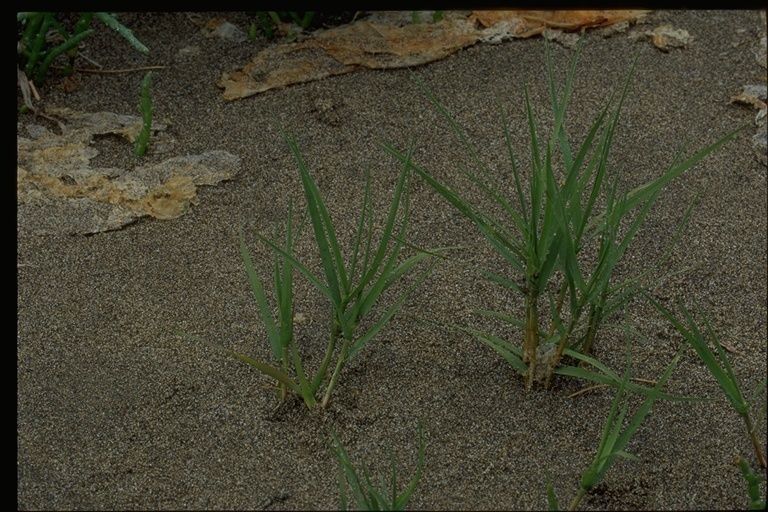 Spartina foliosa habit