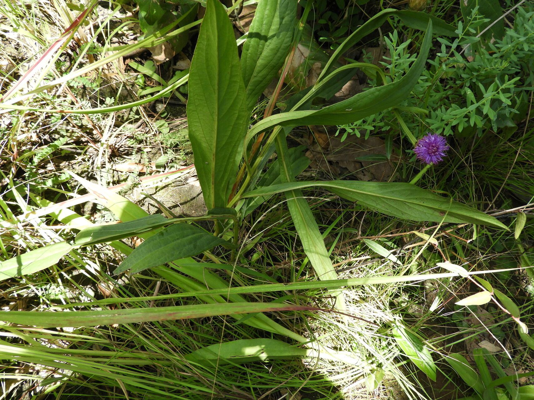Vernonia roseoviolacea habit