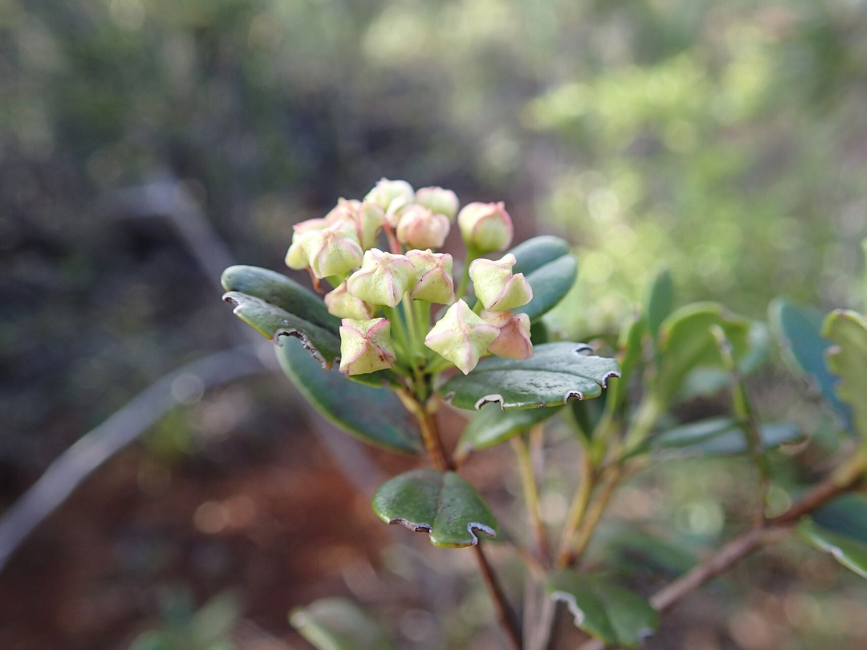Boronia pancheri fruit