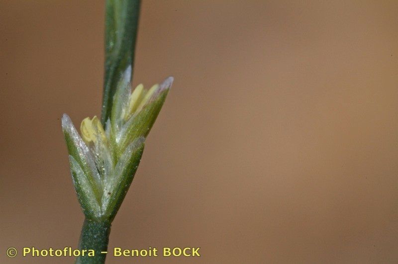 Narduroides salzmannii fruit