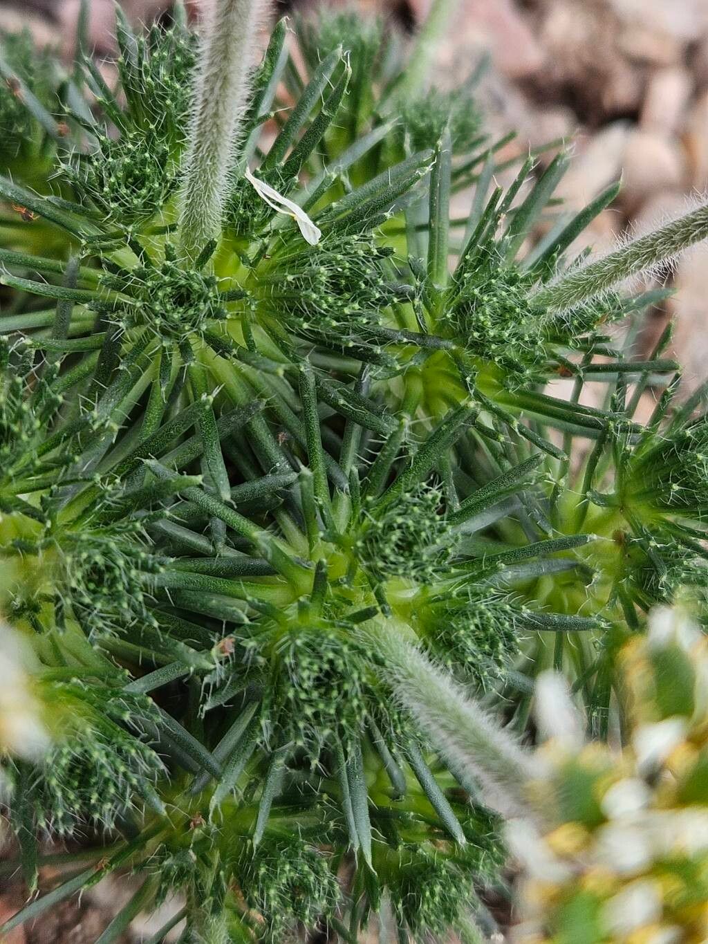 Draba sphaeroides — houseplant care guide