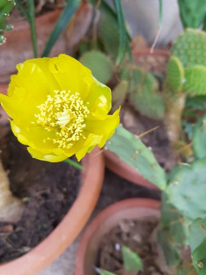Opuntia robusta flower