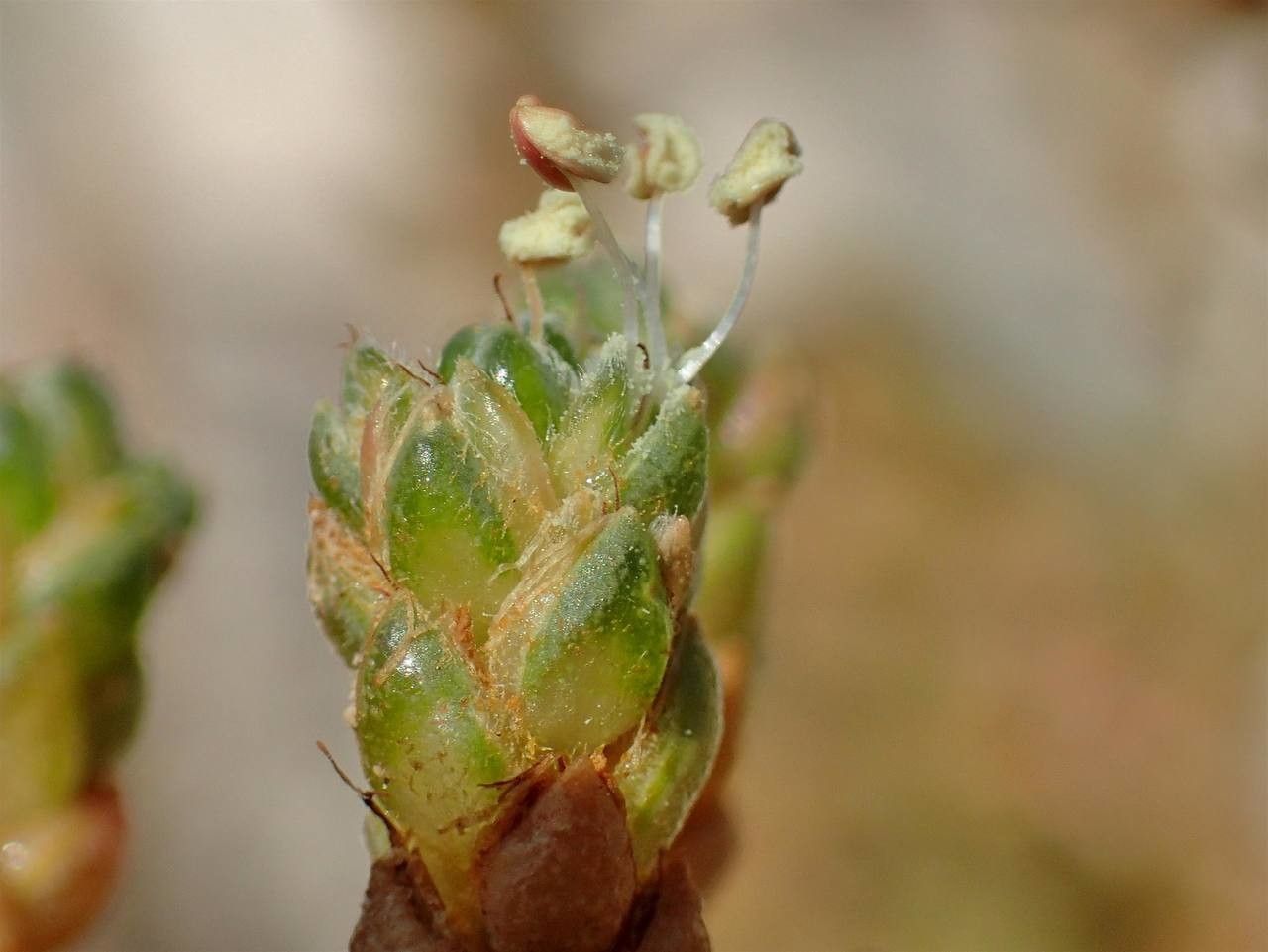 Camphorosma monspeliaca fruit