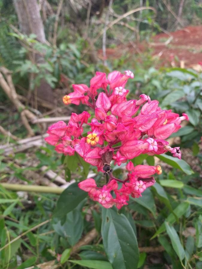 Fridericia speciosa — houseplant care guide