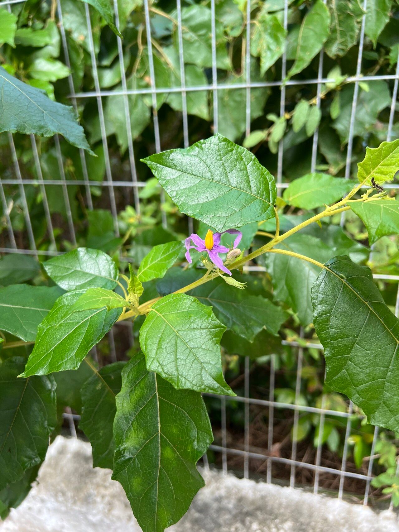 Solanum paludosum — houseplant care guide