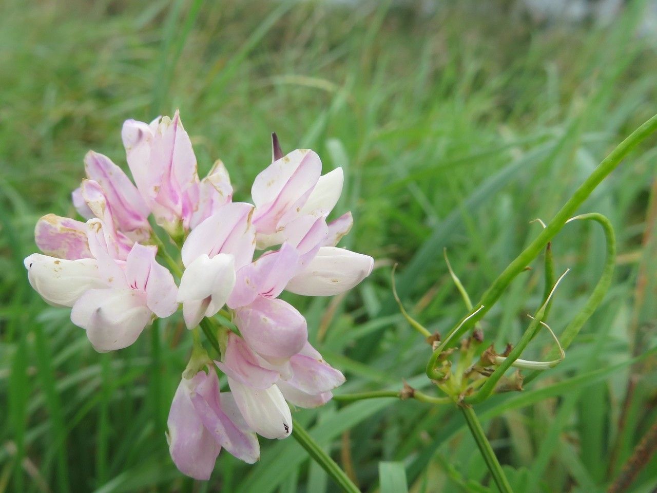 Coronilla varia fruit
