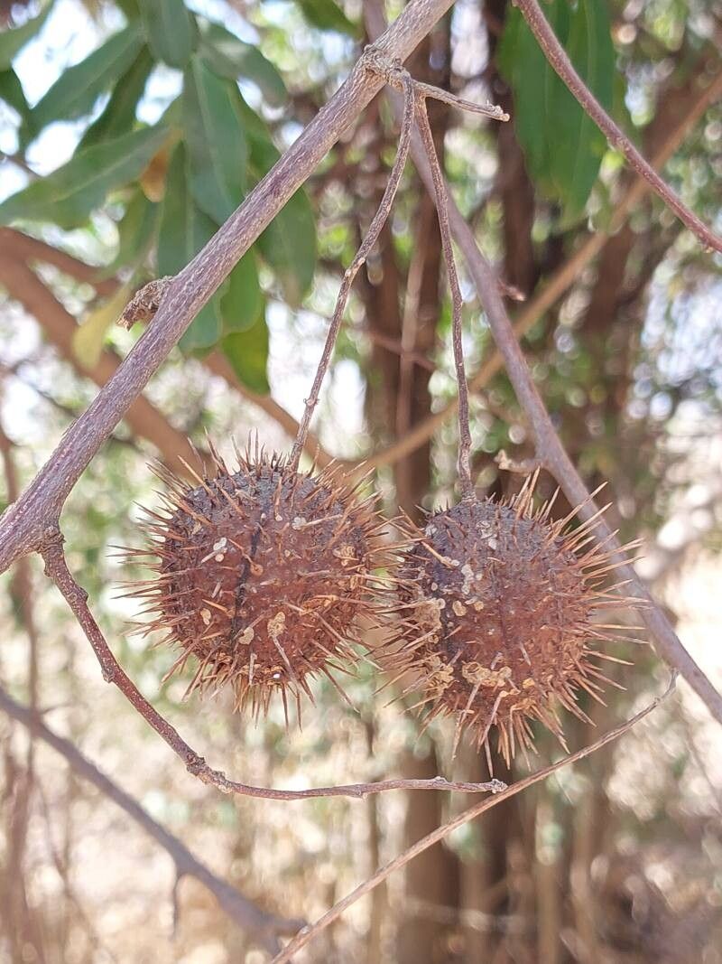 Ayenia voulily fruit