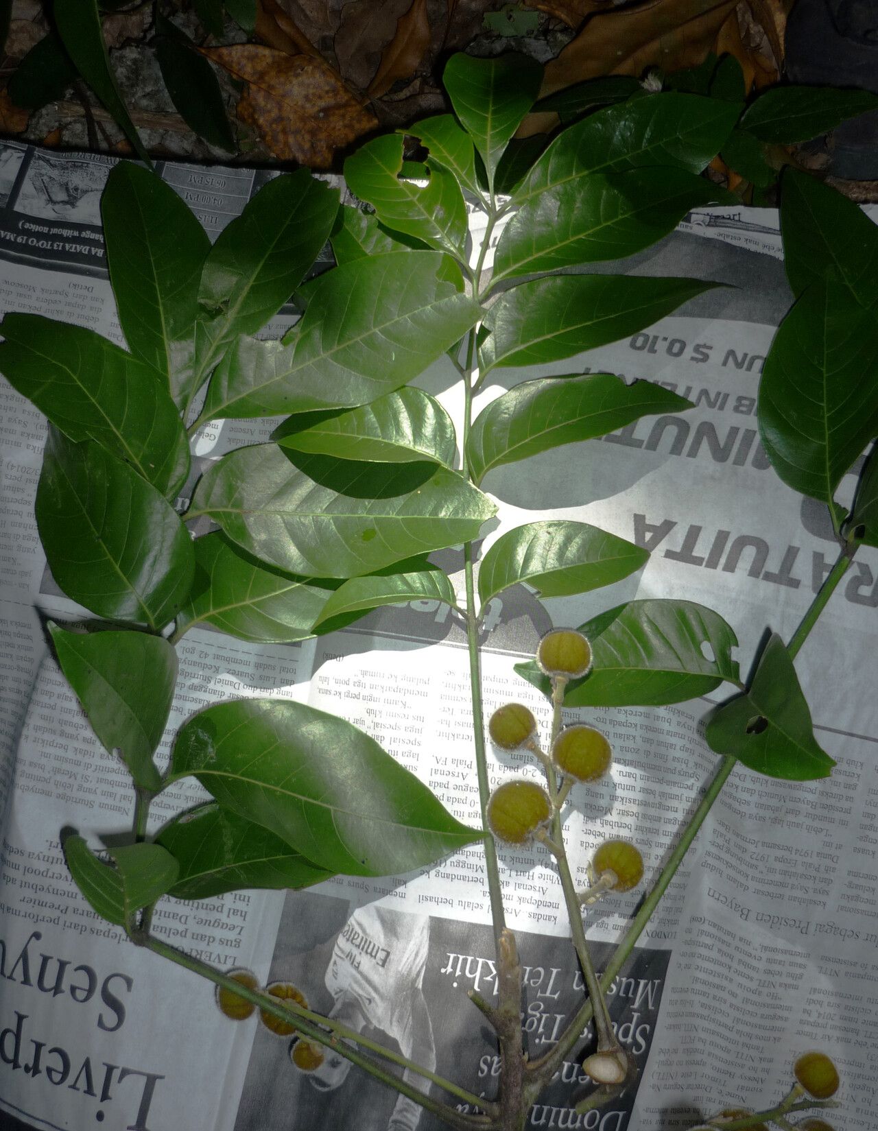 Dysoxylum setosum — houseplant care guide