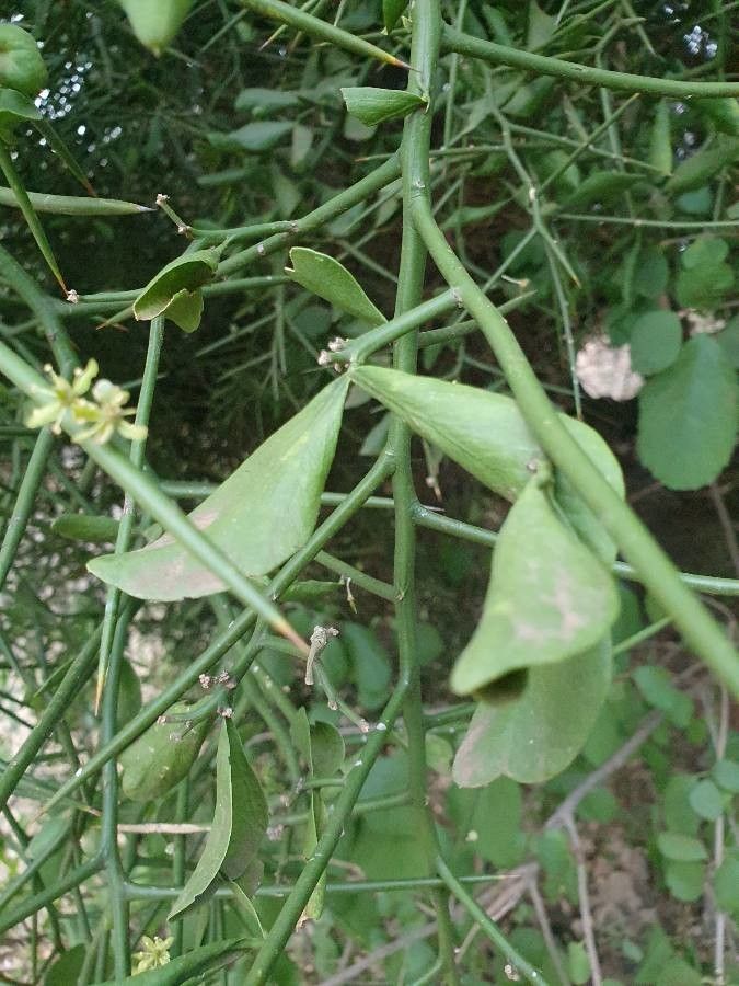 Balanites glabra — related species from the same genus