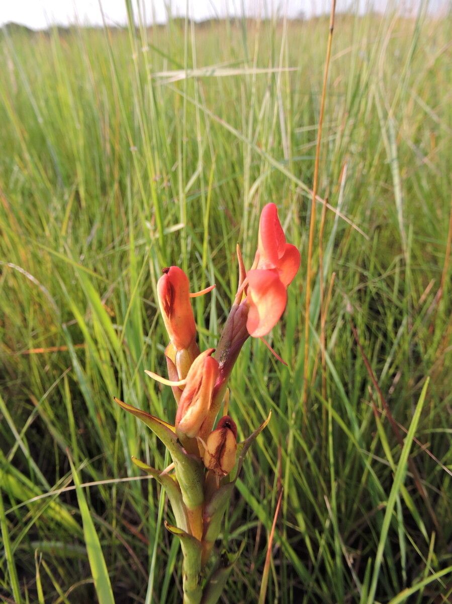 Disa ornithantha flower