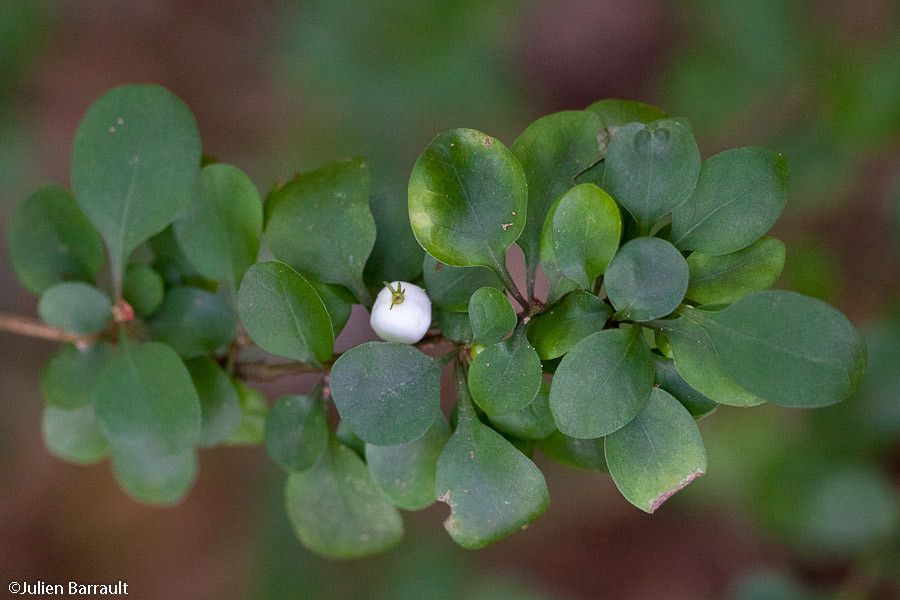 Psychotria nummularioides habit