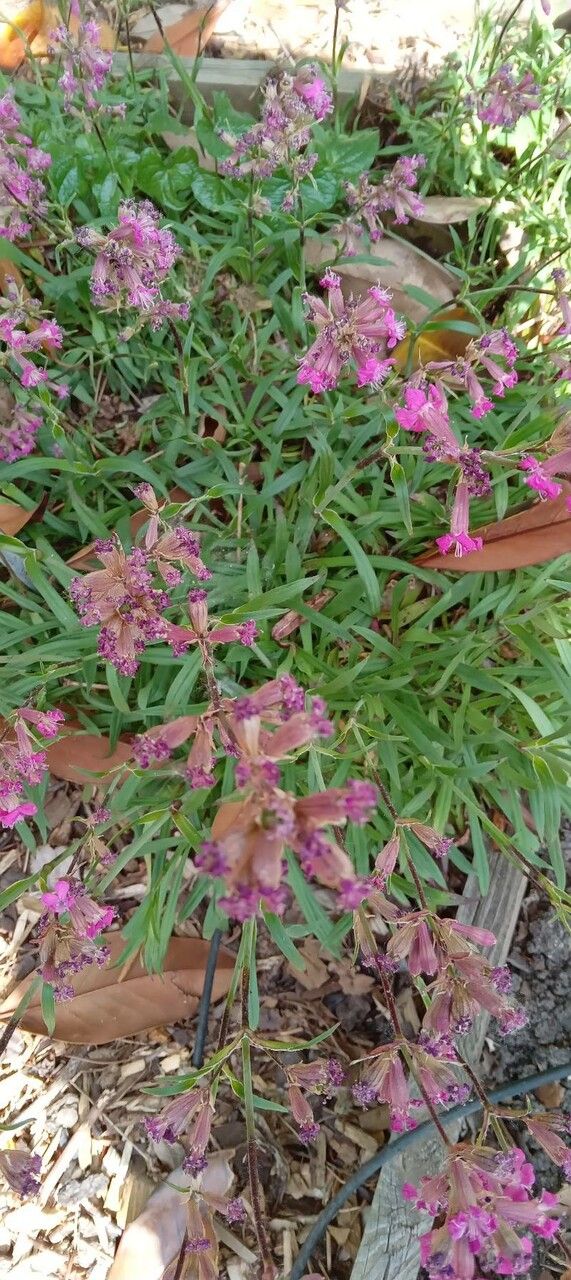 Silene viscaria habit