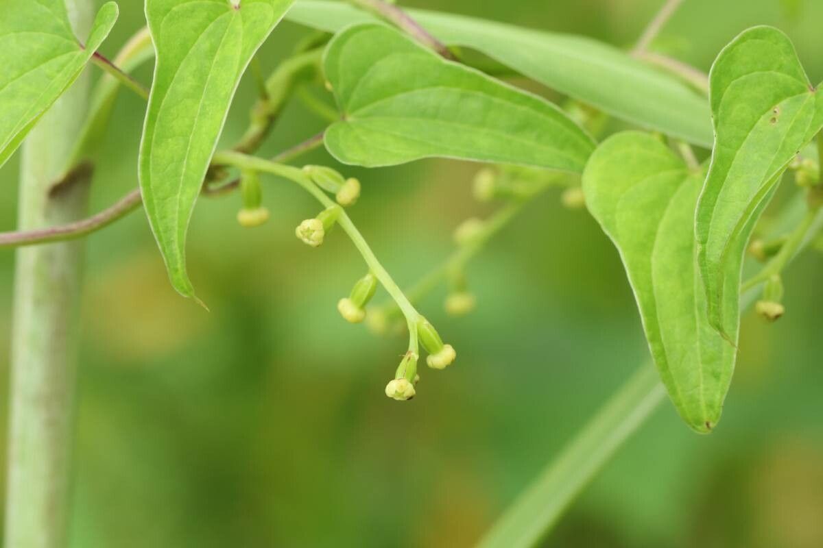 Dioscorea japonica flower