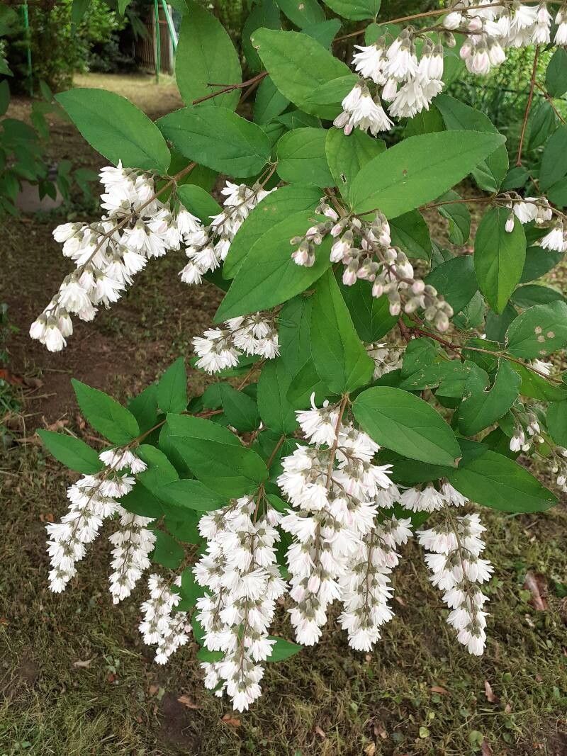 Deutzia × magnifica flower