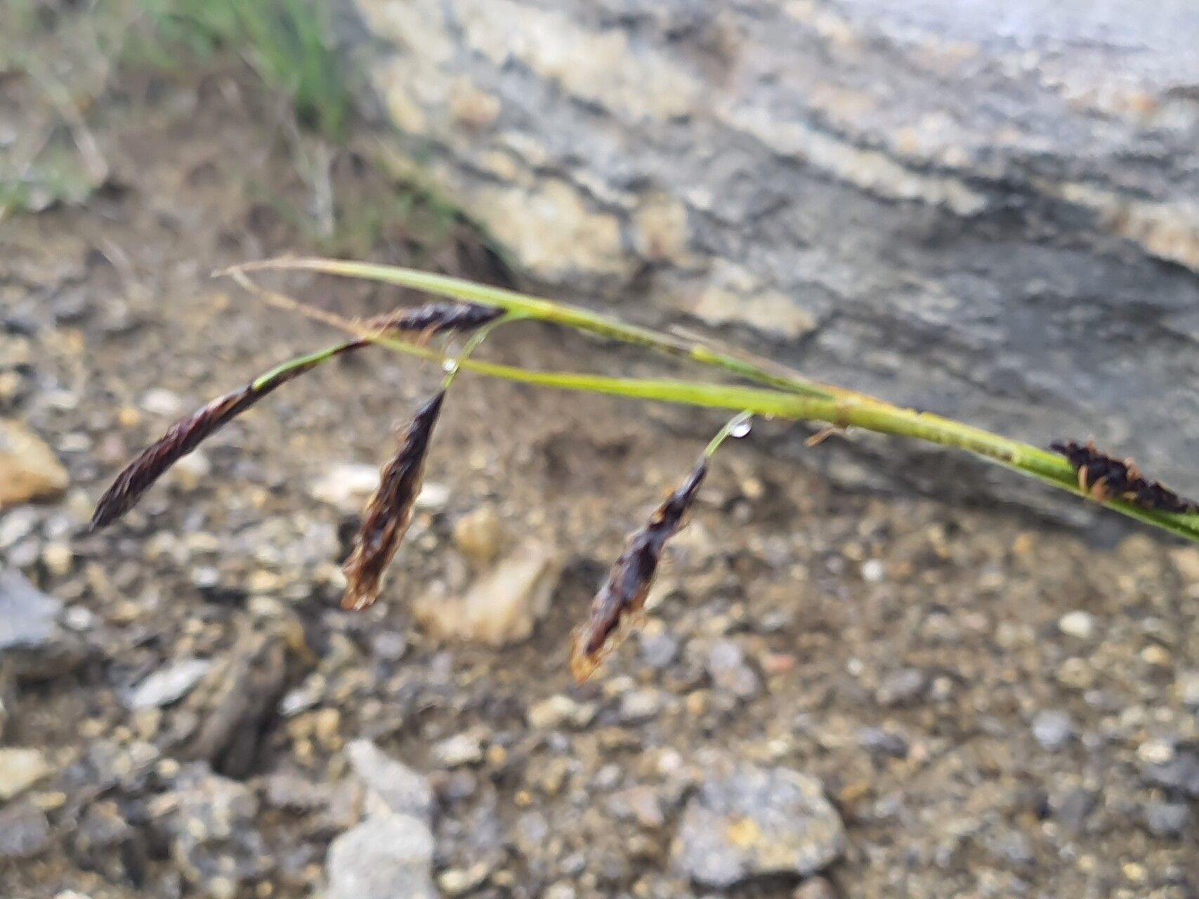Carex haematostoma fruit