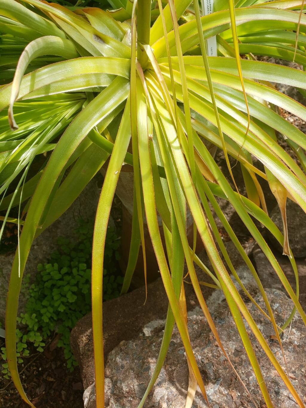 Hechtia caerulea leaf