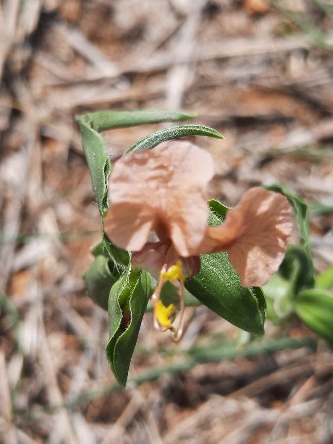 Commelina reptans flower