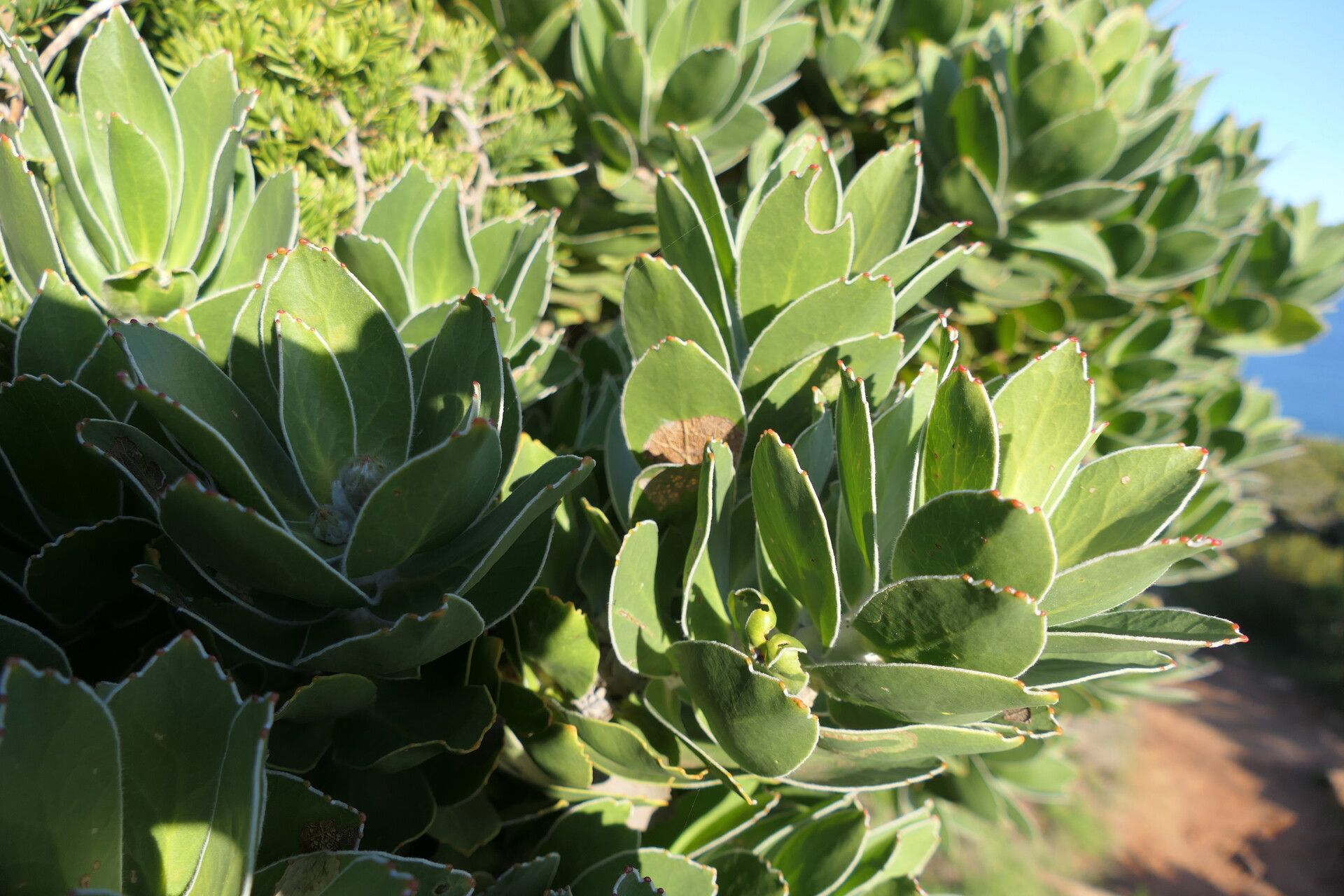 Leucospermum conocarpodendron habit