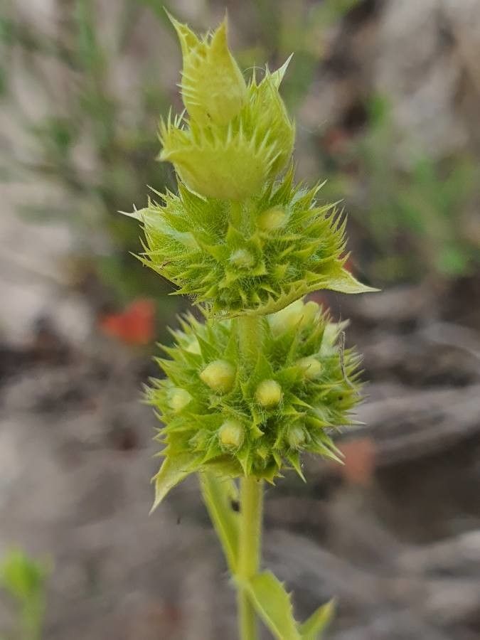 Sideritis hyssopifolia fruit