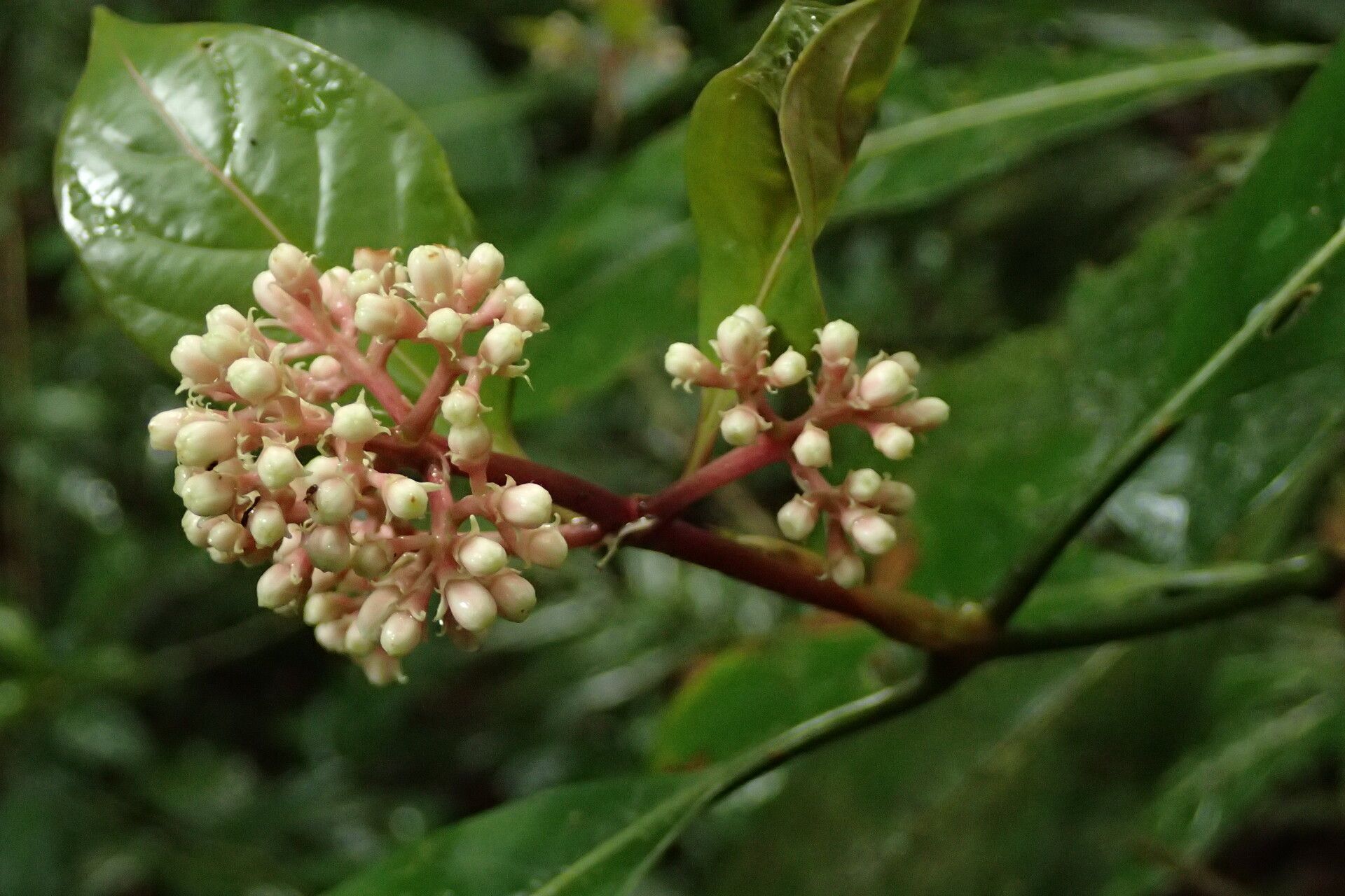 Gaertnera letouzeyi flower