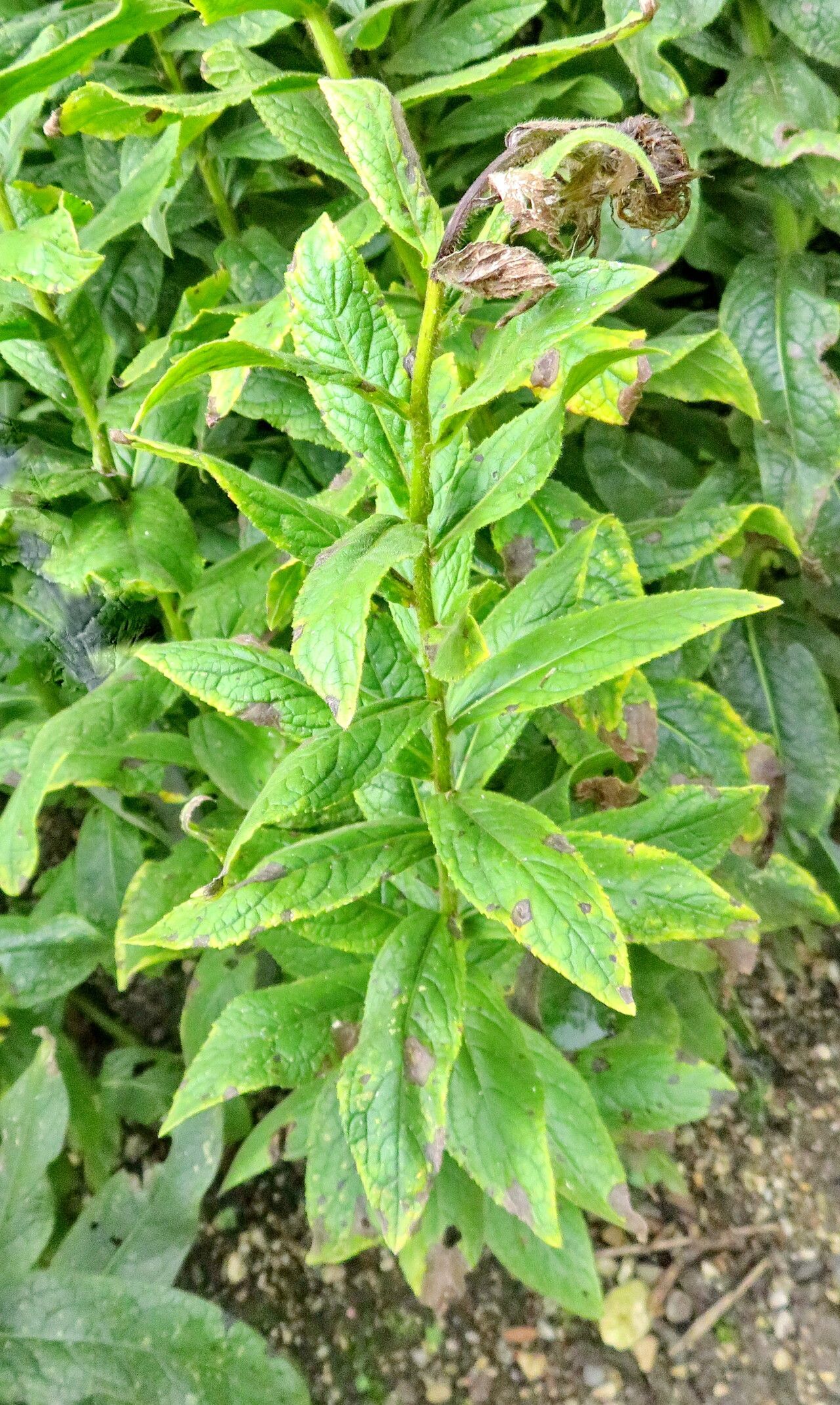 Pentanema germanicum habit