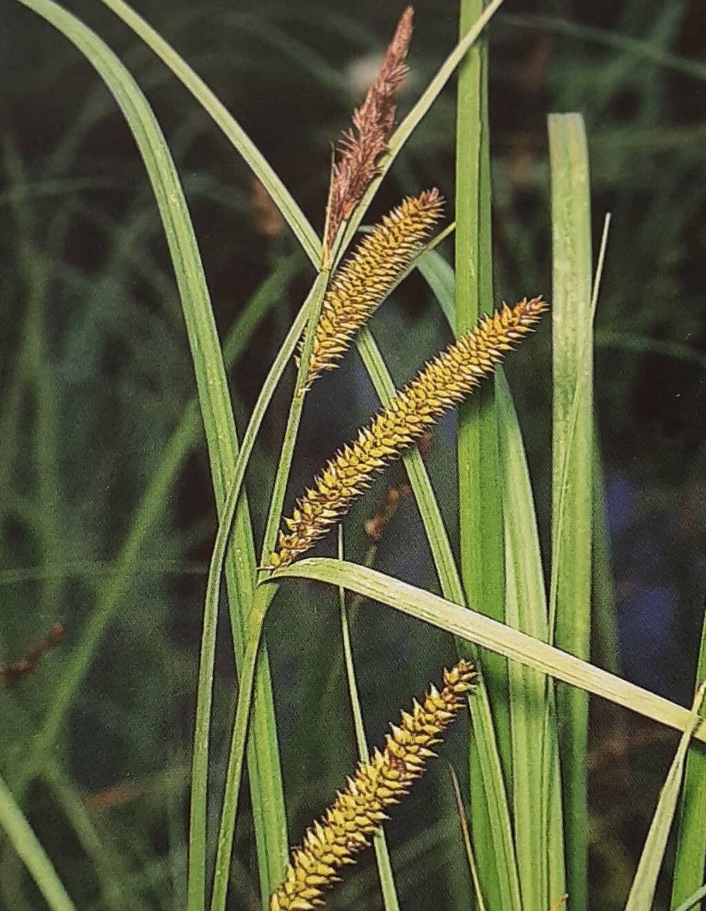 Carex × beckmanniana — houseplant care guide