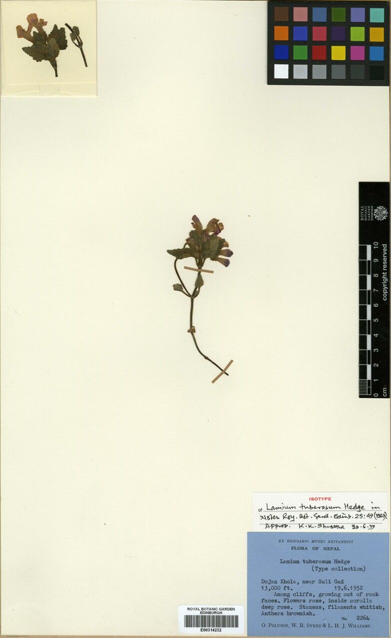 Eriophyton tuberosum other