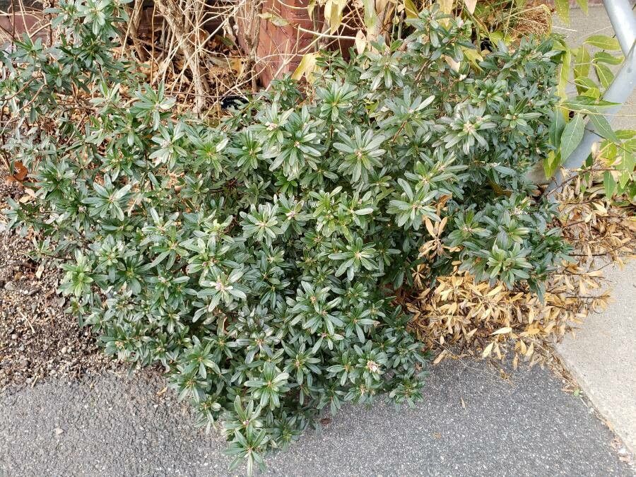 Daphne caucasica habit