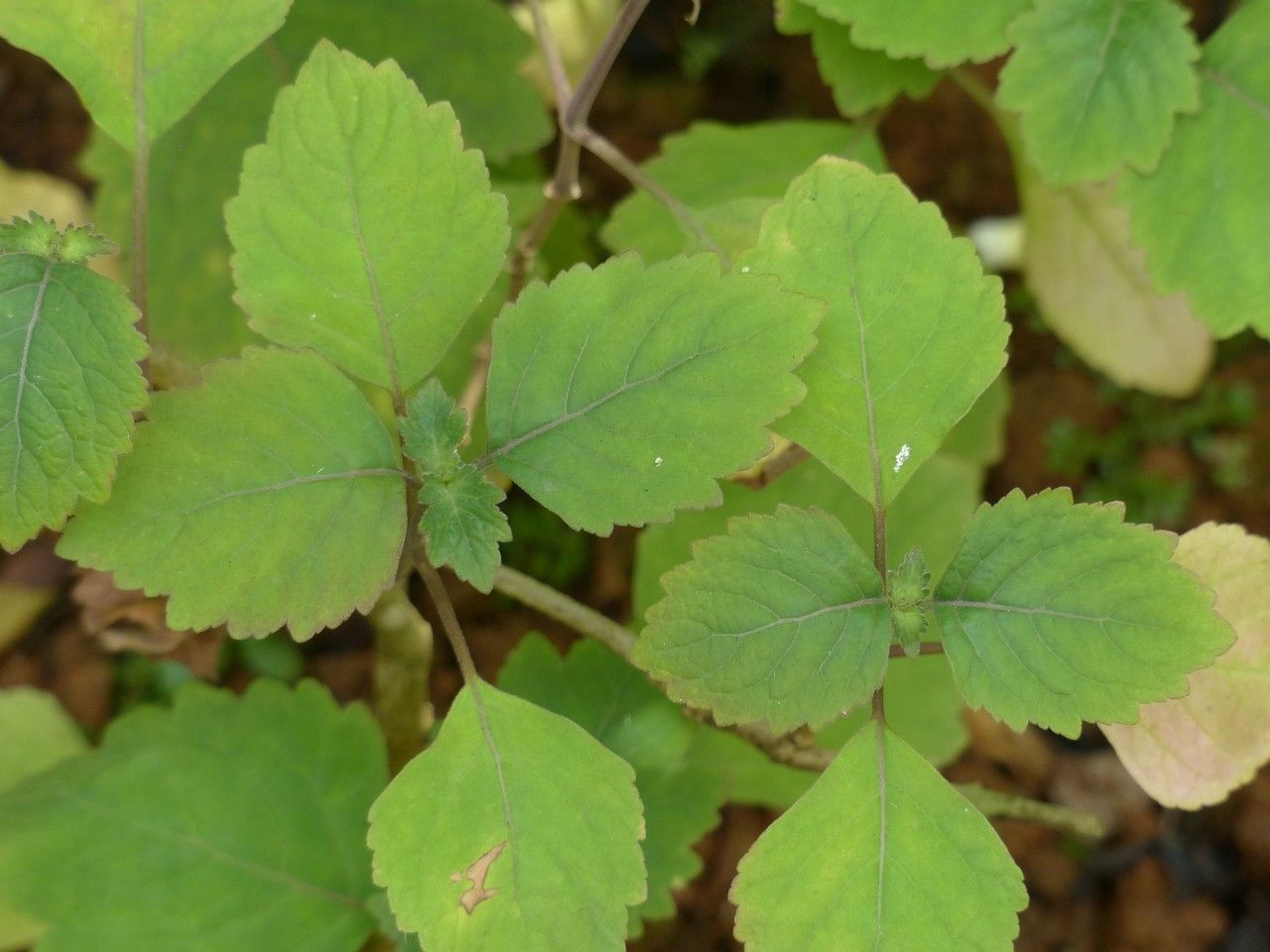 Pogostemon heyneanus habit